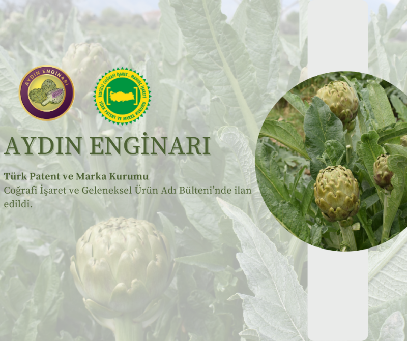 01.10.2024 The Aydın Enginarı, for which a geographical indication application was made by the Aydın Commodity Exchange, has been announced in the Geographical Indication and Traditional Product Name Bulletin of the Turkish Patent and Trademark Office