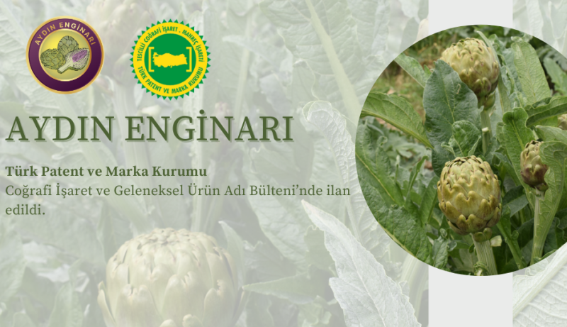 01.10.2024 The Aydın Enginarı, for which a geographical indication application was made by the Aydın Commodity Exchange, has been announced in the Geographical Indication and Traditional Product Name Bulletin of the Turkish Patent and Trademark Office