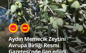 15.11.2024 Aydın Ticaret Borsası Tarafından Başvurusu Yapılan Aydın Memecik Zeytini, Avrupa Birliği Resmi Gazetesi’nde  İlan Edildi