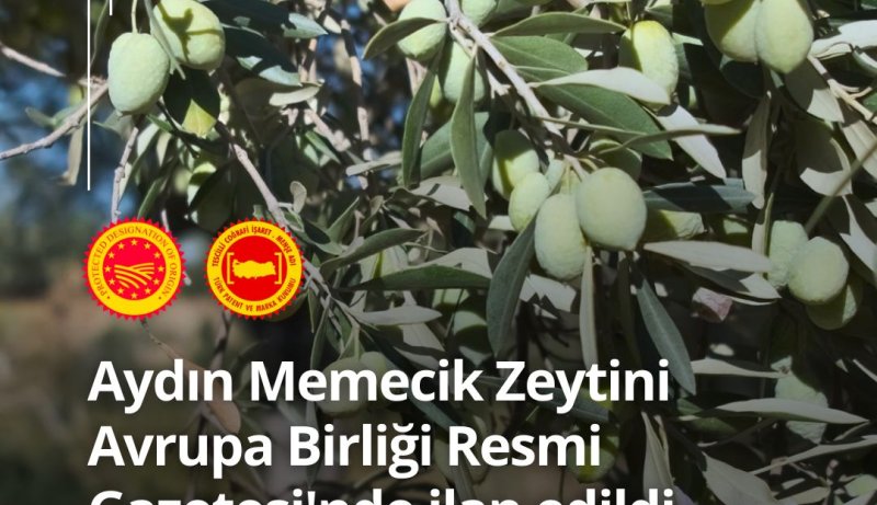 15.11.2024 Aydın Ticaret Borsası Tarafından Başvurusu Yapılan Aydın Memecik Zeytini, Avrupa Birliği Resmi Gazetesi’nde  İlan Edildi